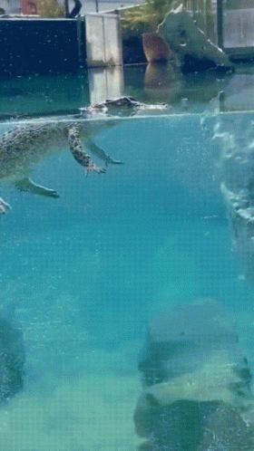 Snappy Swimming Crocodile GIF