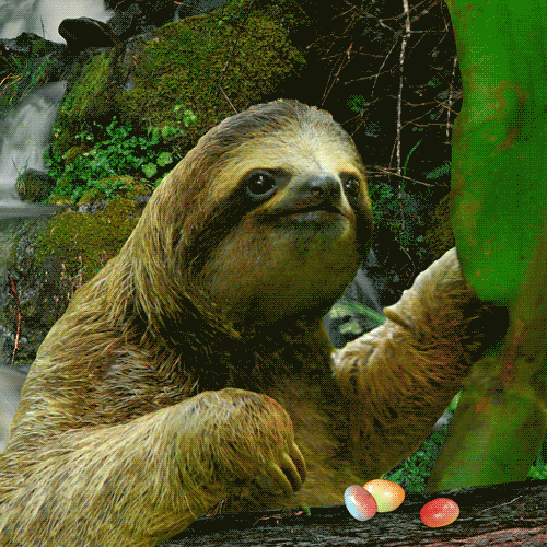 Snatching Food On Sloth Too Slow GIF
