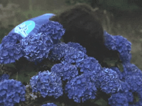 Sneaking Out Of Blue Flowers GIF