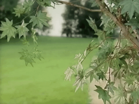 Sneaking Spying Kacey Musgraves GIF