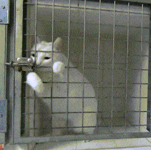 Sneaky Cat Robber Escaping From Cage GIF
