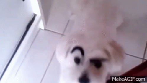Sneaky Dog Raises Eyebrows GIF