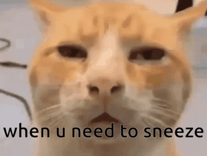 Sneeze Cat Meme GIF 