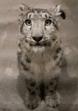 Snep Happy Gif GIF