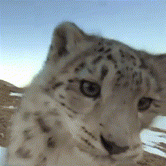 Snep Snow Leopard Gif GIF