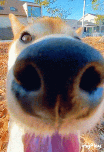 I Can Sniff Chicken From You GIF