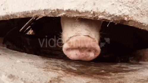 Piggy Snout Sniff GIF