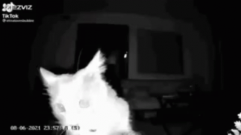 Kitty On Cam Sniff GIF