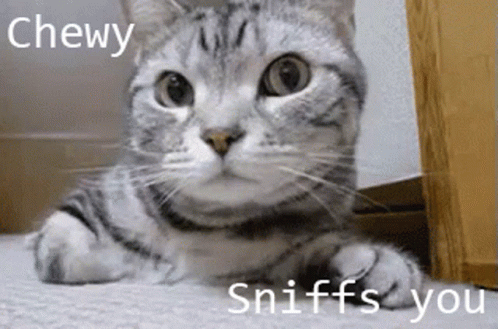 Gray Cat Always Sniff On You GIF