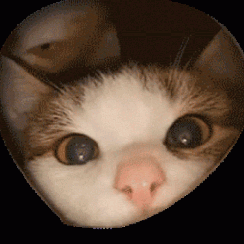 Cute Cat Sniff GIF