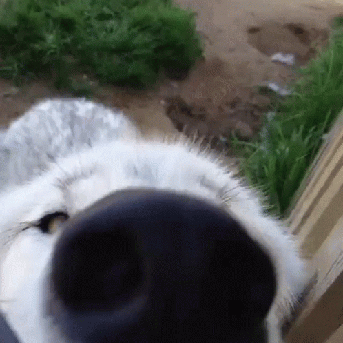 Doggo Unstoppable Sniff GIF