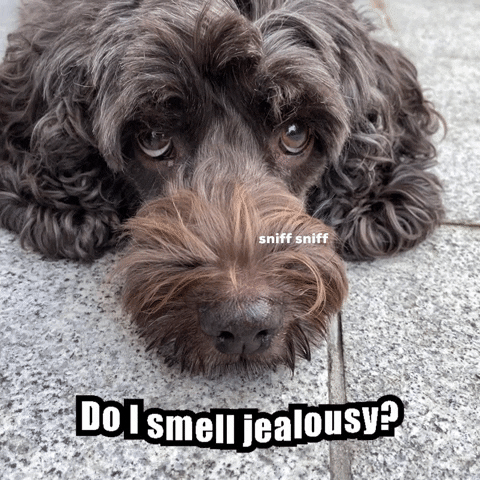 Sniff Hairy Dog Meme GIF