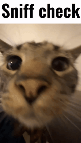 Sniffing Cat Sniff Check GIF