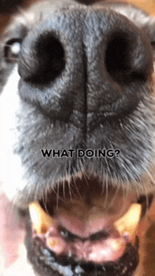 Sniffing Dog Whatcha Doin GIF