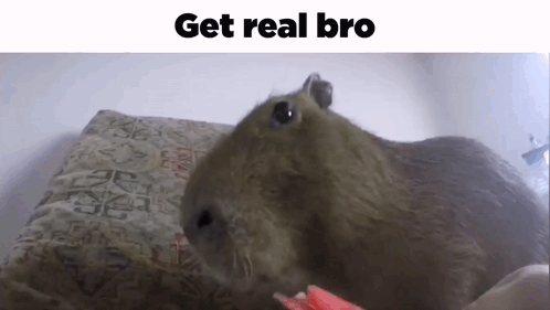 Snitch Eating Watermelon Capybara Meme GIF