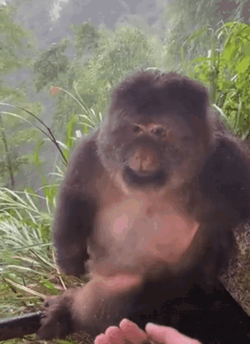 Snobbish Monkey Rejecting Food Meme GIF