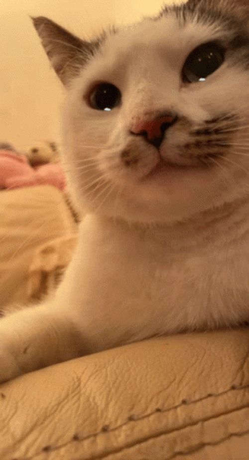 Snobby Crying Cat GIF