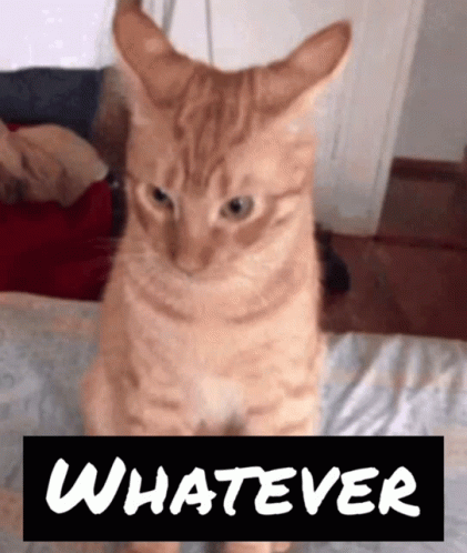 Snobby Dramatic Orange Kitty GIF