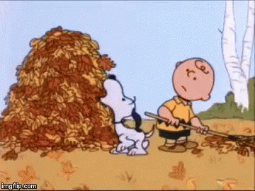 Snoopy And Charlie Brown Are Standing Next To A Pile Of Leaves And A Rake . GIF