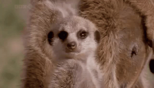 Snoozy Little Meerkat Passing Out GIF