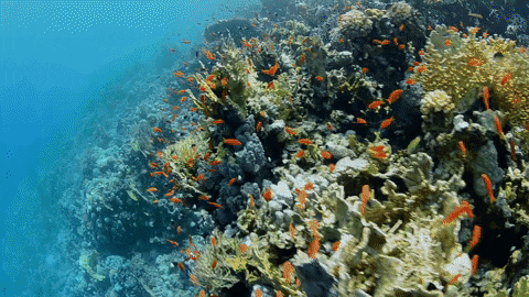 Snorkeling Fiji Corals GIF