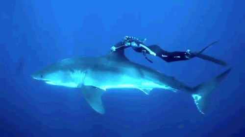 Snorkeling Scuba Diving Shark GIF