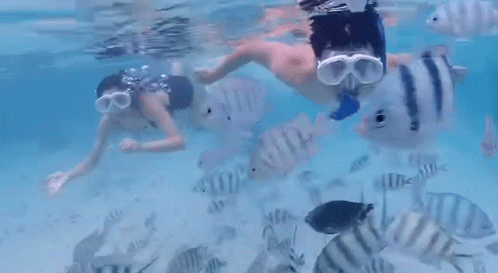 Snorkeling Tiger Fish GIF