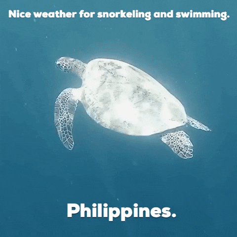 Snorkeling Turtle Philippines GIF
