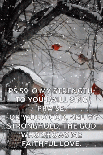 Snow Cardinal Snowy Saturday GIF