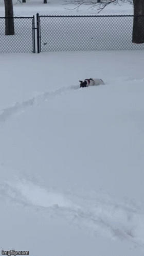 Snow Day 280 X 498 Gif GIF