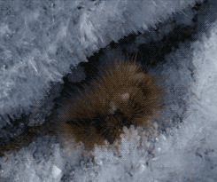 Snow Digger Caterpillar GIF