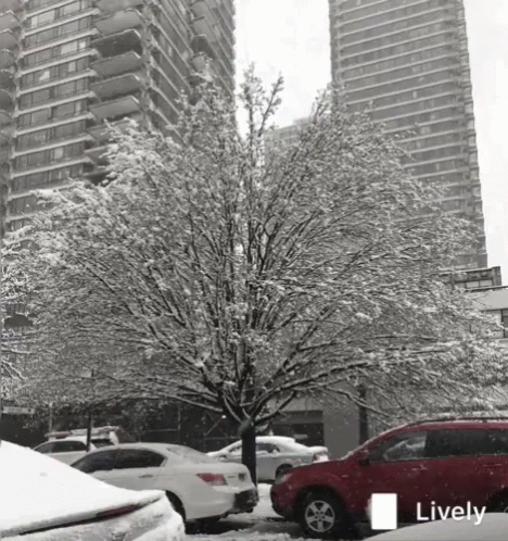 Snow Falling On City Tree GIF