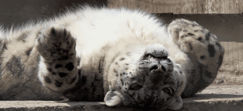 Snow Leopard Canis Snow Bepper Gif GIF
