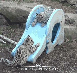 Snow Leopard Canis Snow Bepper Gif GIF