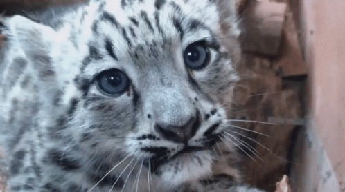 Snow Leopard Cub Close Up Blue Eyes GIF