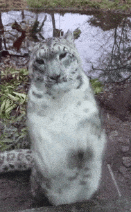 Snow Leopard Gif GIF