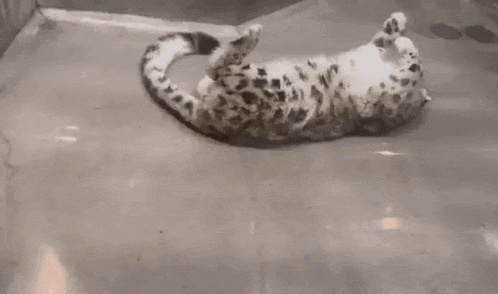Snow Leopard Rolling Around Gif GIF