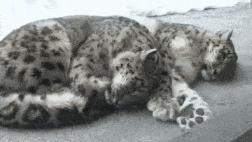 Snow Leopard Sleeping Gif GIF
