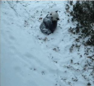 Snow Panda Rolling Down GIF
