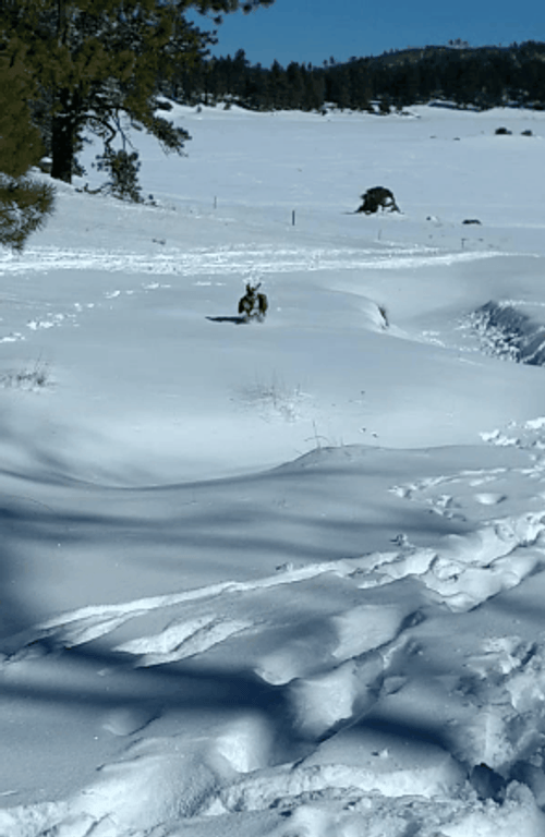 Snow Running Dog GIF