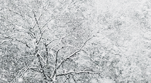 Snow Storm Snow Falling From Sky GIF