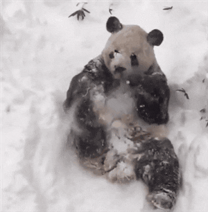 Panda Bear Having Fun In Snow Storm GIF