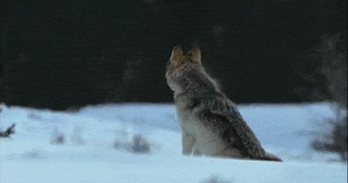 Snow Wolf Winter Howl GIF