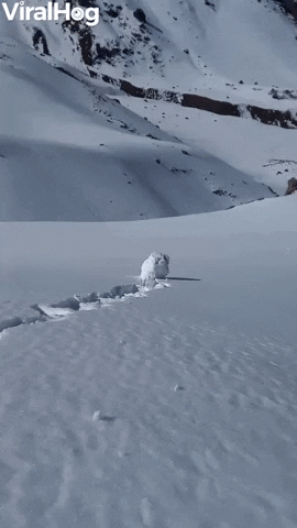 Snowball Rolling Winter Weather GIF