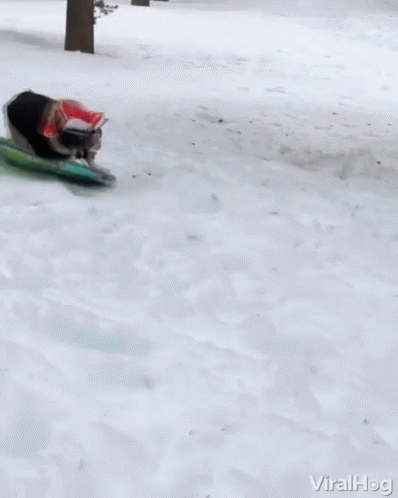 Snowboarding Dog Slide Tricks GIF