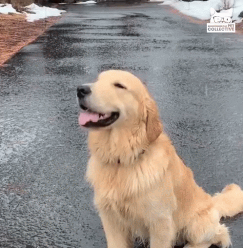 Dog Catching Snowflake GIF