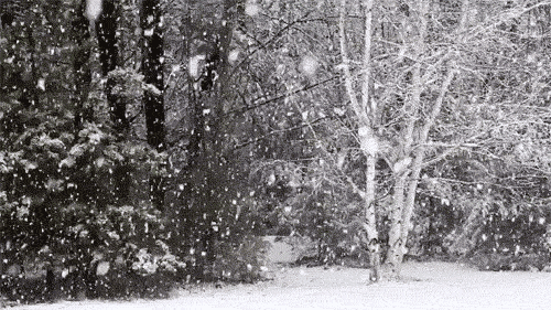 Snowflake On The Woods GIF