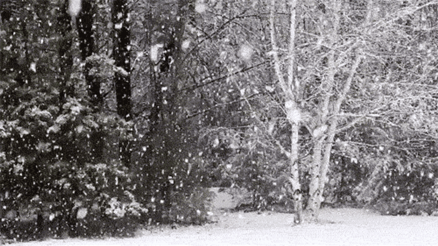 Snowflake On The Woods GIF