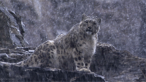 Snowing On Snow Leopard GIF