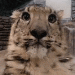 Snowleopard Snep Meme GIF